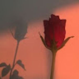 Meet your Posher, Tamara